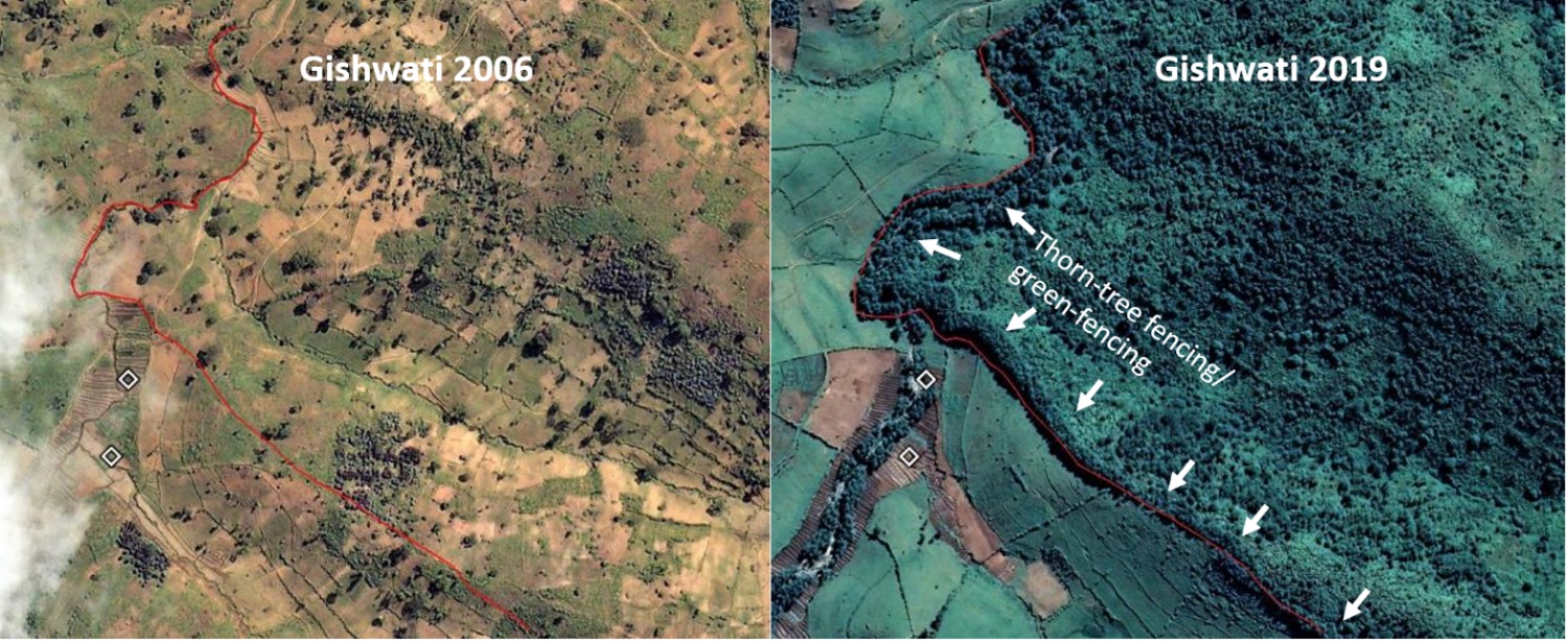 Figure 1: Satellite image of Gishwati in 2006 and 2019 showing the major change in landscape in 13 years